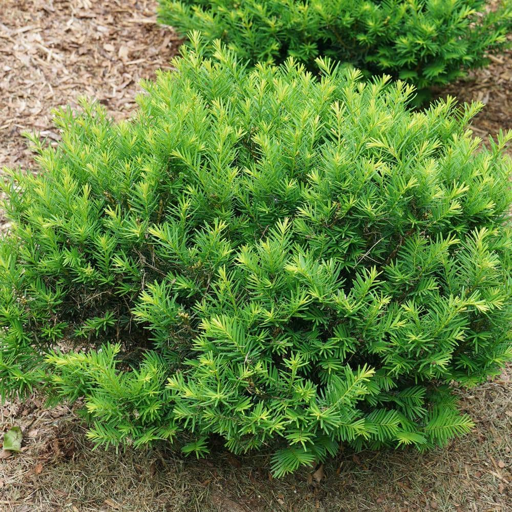 PROVEN WINNERS 4.5 in. Qt. Stonehenge Dark Druid Yew (Taxus x Media ...