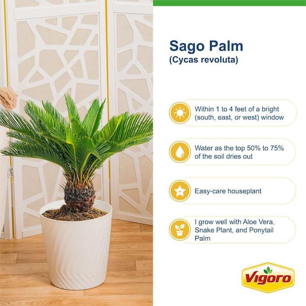 Vigoro Sago Palm Indoor Plant in 6 in. White Ribbed Plastic Decor