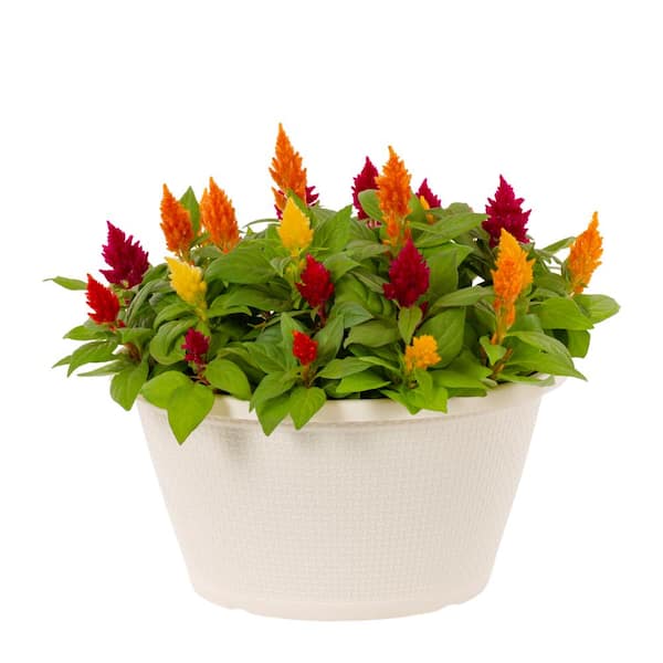 1 Gal. Celosia Woolflower Multicolor Mix in Decorative Table Top Planter Annual Plant (1-Pack)