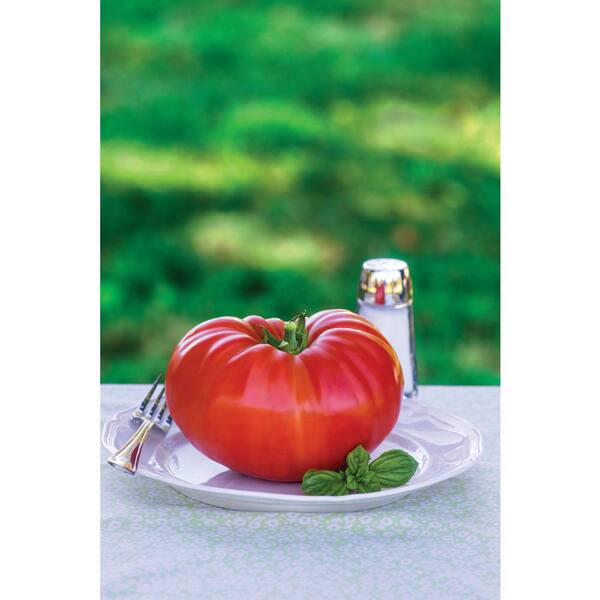 Burpee Steakhouse Tomato Plants Discounts