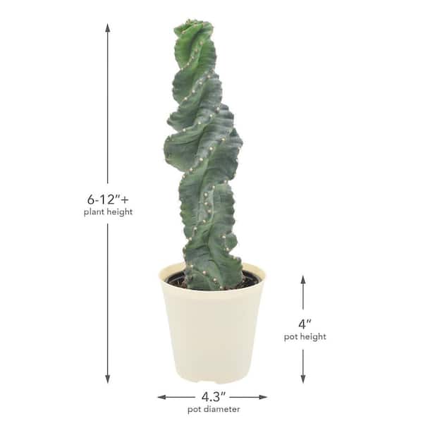 Arcadia Garden Products 4 in. Spiral Tornado Cactus Plant in Beige