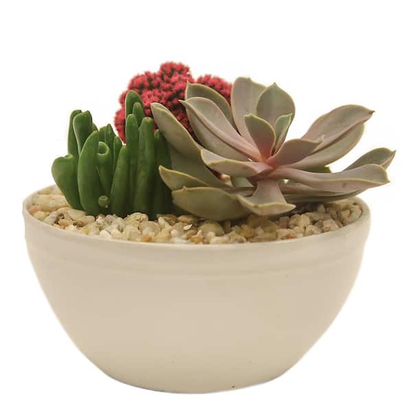 Costa Farms Pink Desert Gems Indoor Cactus Garden in 6 in. Gloss Ceramic Bowl, Avg. Shipping Height 3 in. Tall