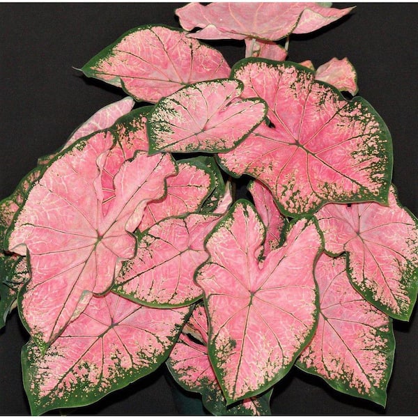 2.5 Qt. Caladium Pink Splash in 6.33 in. Grower's Pot (2-Pack)