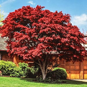 Red Leaf Japanese Maple, Dormant Bare Root Starter Ornamental Tree (1-Pack)