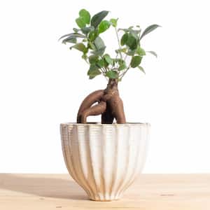 Ficus Ginseng in Ceramic Acorn Planter