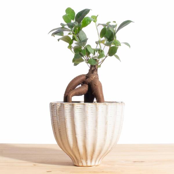 Shop Succulents Ficus Ginseng in Ceramic Acorn Planter 1-ACORN-GINSENG-4 -  The Home Depot
