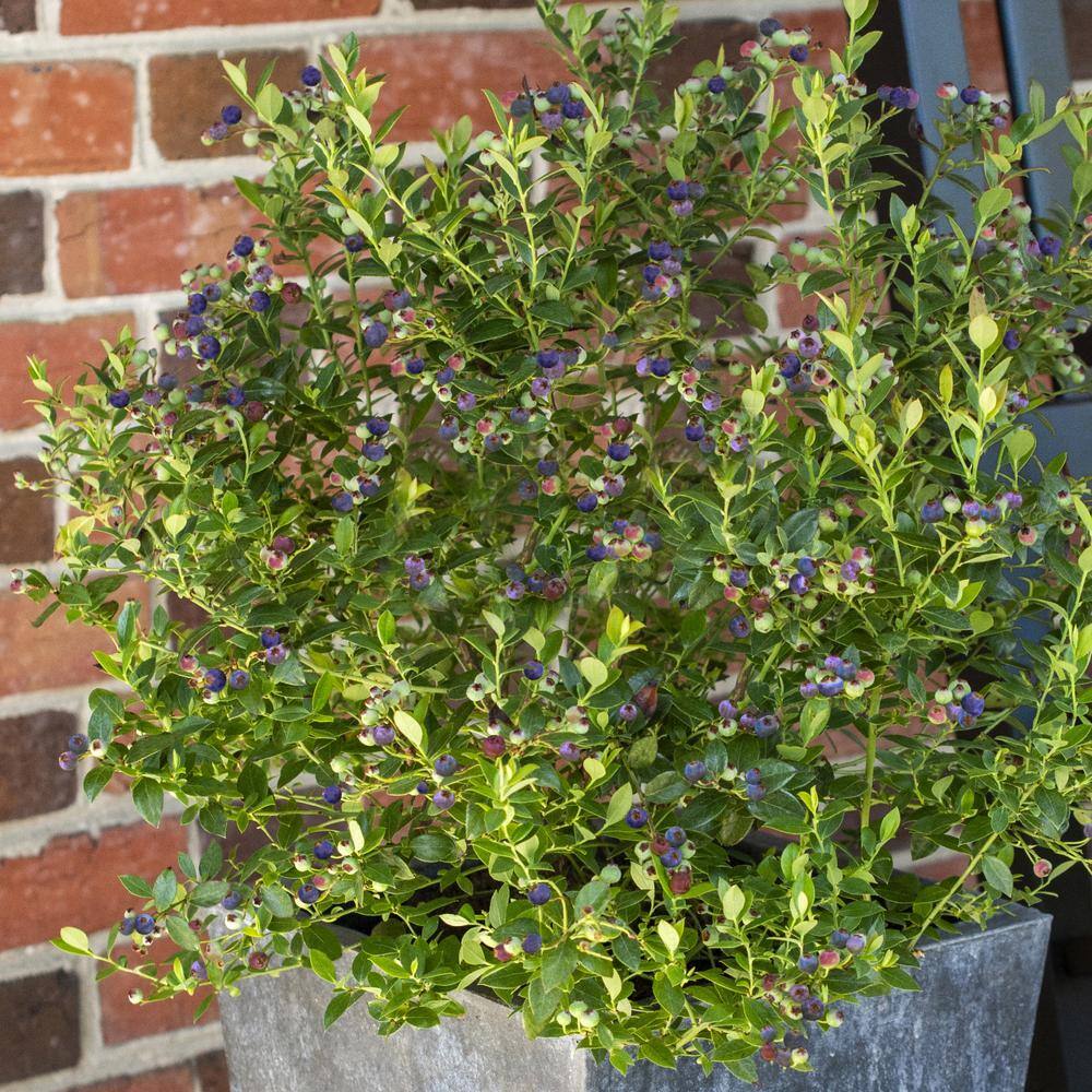 1-Gallon White Blueberry Buckle Plant in Container