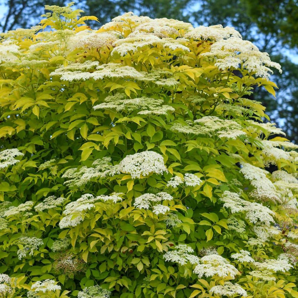 Blonde Envy Elderberry Bush Dormant Bare Root Flowering Starter Shrub (1-Pack) price history on PriceWatchPro