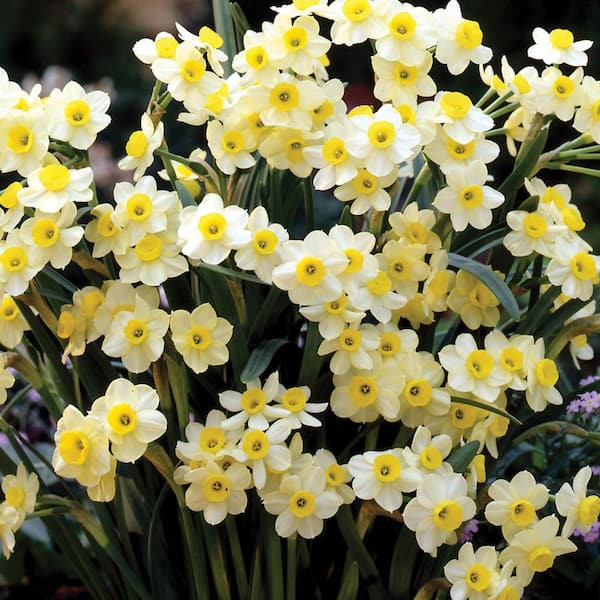 Miniature Daffodil Bulbs - City Floral Garden Center - Denver Colorado