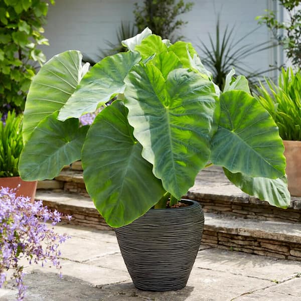 Garden State Bulb 11/13 in., Colocasia Esculenta Large Elephant Ear Bulbs (Bag of 5)
