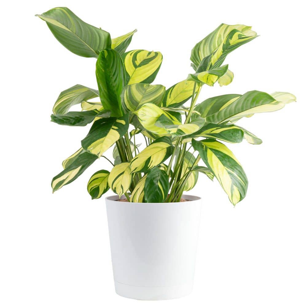 Costa Farms Grower's Choice Calathea Indoor Plant in 10 in. Decor