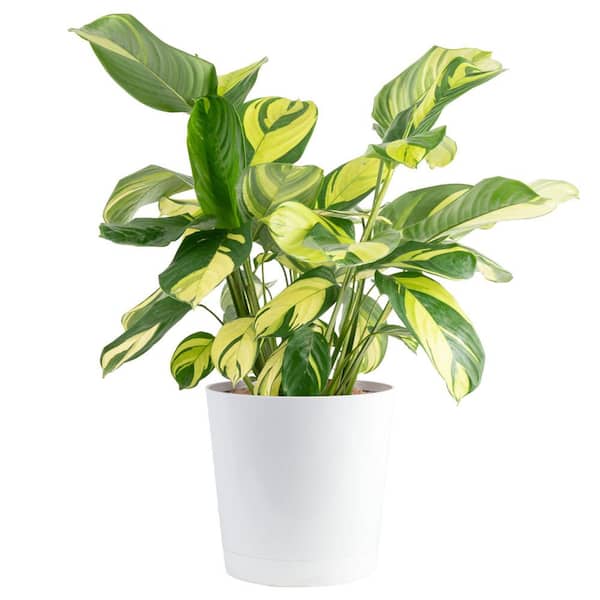 Costa Farms Grower's Choice Calathea Indoor Plant in 10 in. Decor Planter, Avg. Shipping Height 2-3 ft. Tall