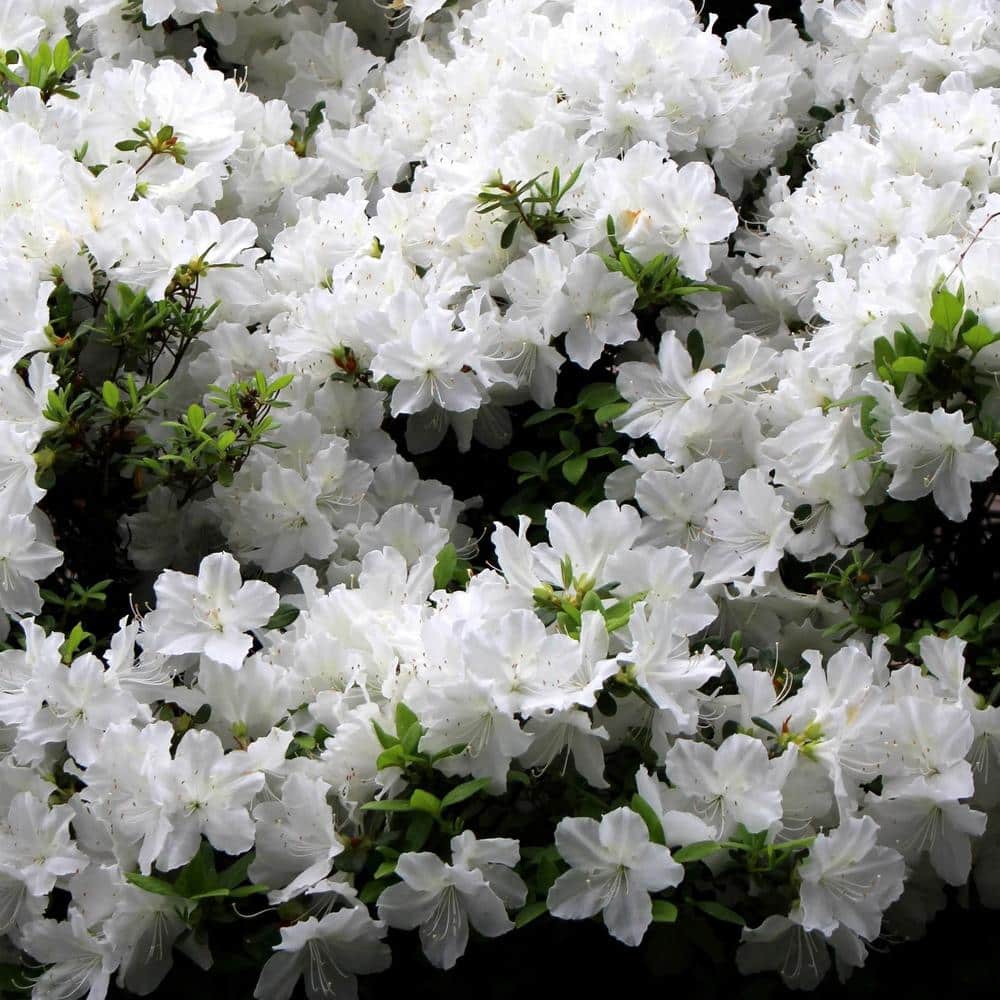 Delaware Valley White Azalea Shrub with Green Foliage, 1 Gallon Container