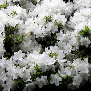 1 Gal. Delaware Valley White Azalea Shrub with White Flowers and Green Foliage