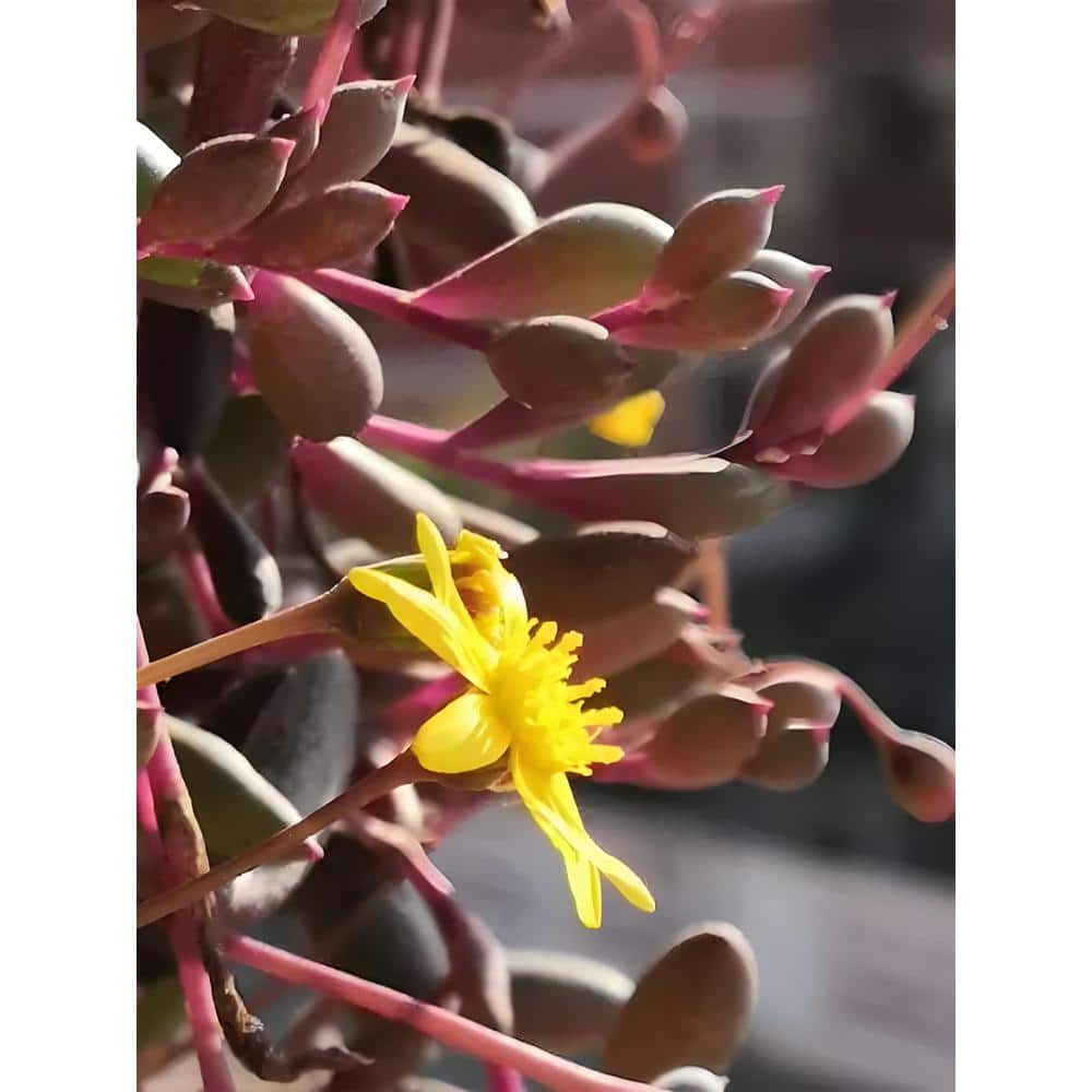 Othonna Capensis Succulent Plant Flower Basket for Garden and Balcony (3-Pa