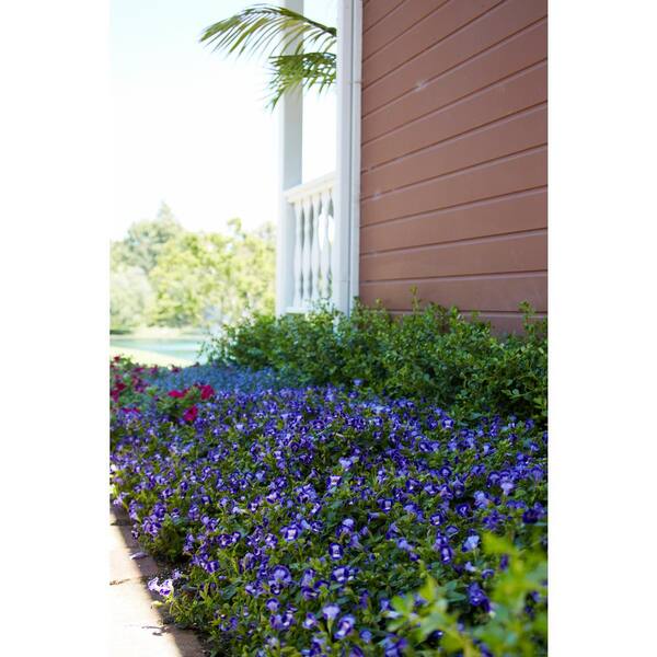 PROVEN WINNERS 4.25 in. Eco+Grande Catalina Midnight Blue Wishbone