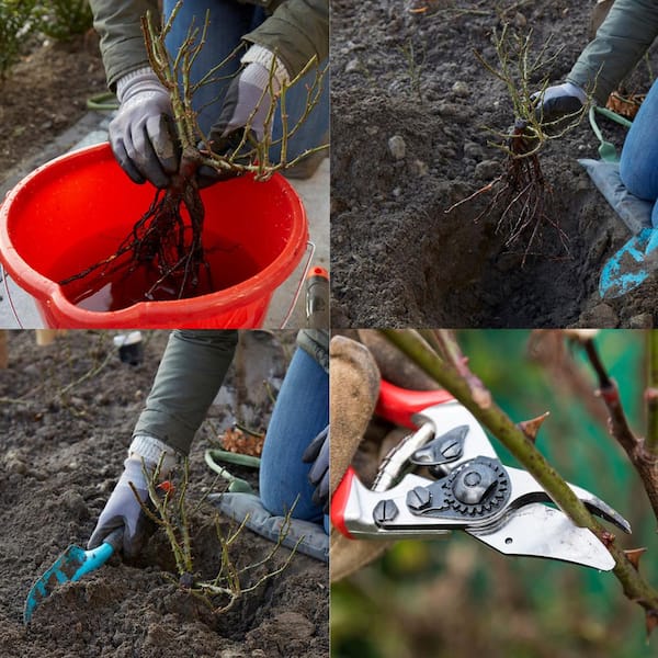 VAN ZYVERDEN Red Rose Mister Lincoln Root Stock 83881 - The Home Depot