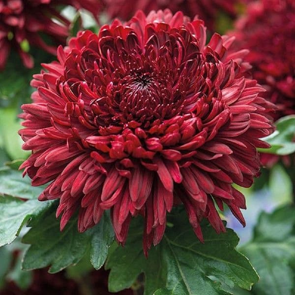 Red Rover Mums BELL NURSERY 5 in. Red Mum Plant 1004120722 - The Home Depot