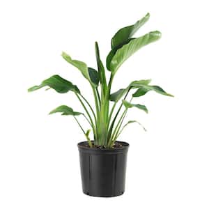 10 in. Bird of Paradise Plant with White Blooms