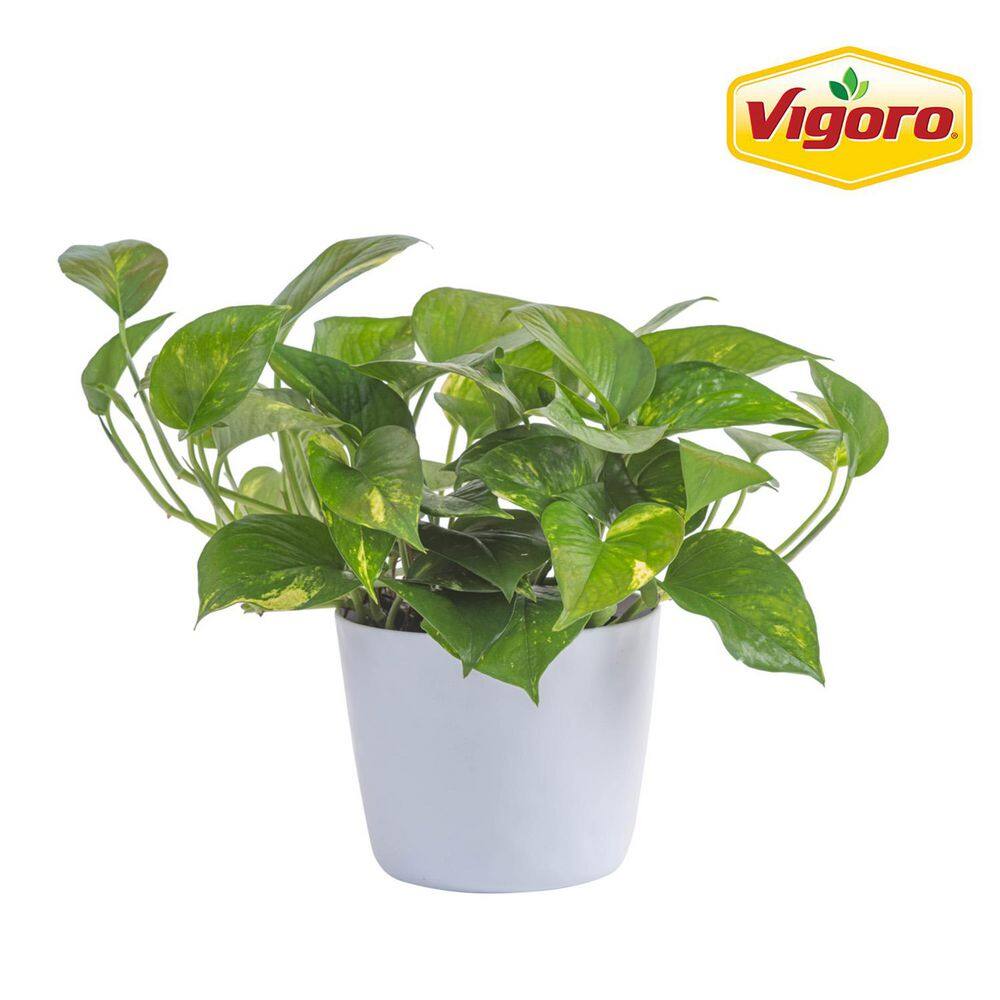 Golden Pothos Indoor Plant in 6 in. White Decor Planter, Average Shipping Height 1-2 ft. Tall price history on PriceWatchPro