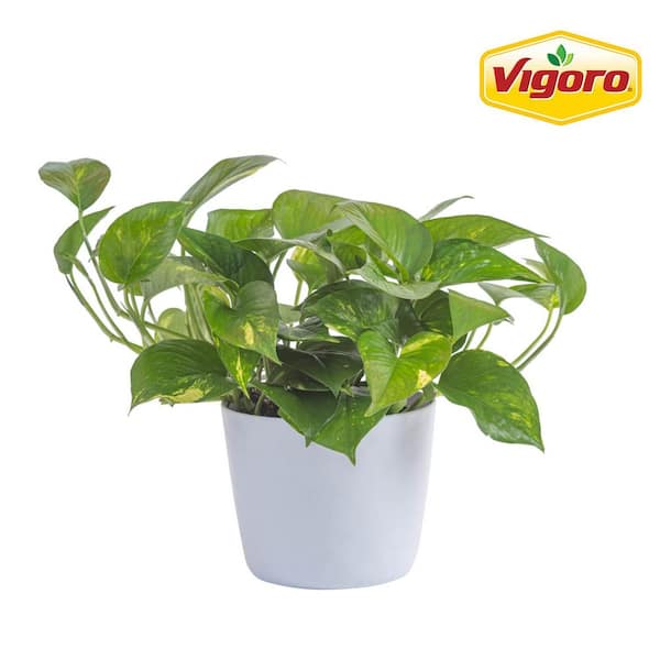 Vigoro Golden Pothos Indoor Plant in 6 in. White Decor Planter, Average Shipping Height 1-2 ft. Tall