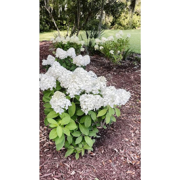 Online Orchards 5 Gal. White Wedding Hydrangea – Elegant