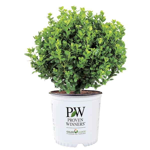1 Gal. Neatball Boxwood Shrub