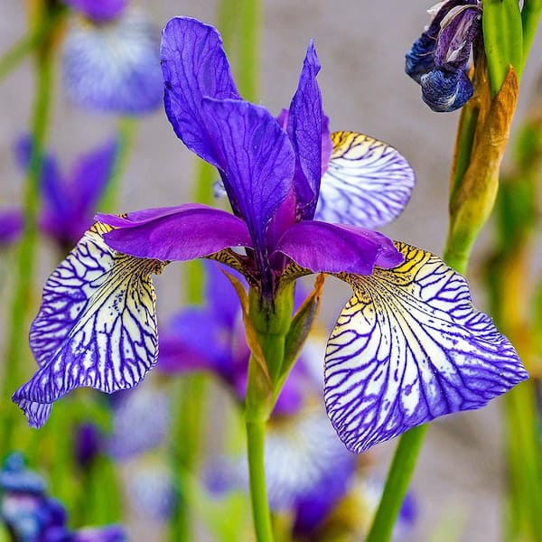Spring Hill Nurseries Shakers Prayer Siberian Iris Dormant Bare