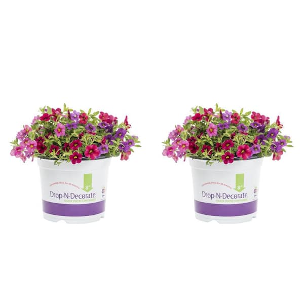 METROLINA GREENHOUSES 3 Qt. Drop N Decorate Hawaiian Mahalo Calibrachoa ...