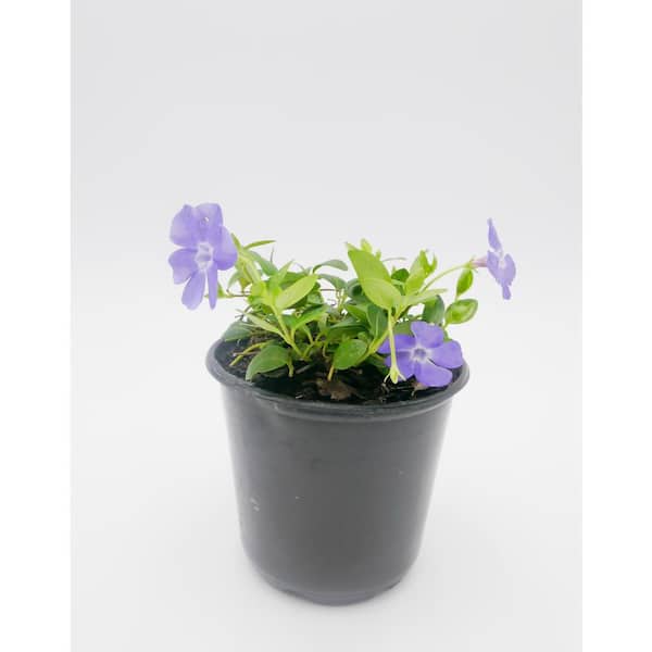 BELL NURSERY 4 in. Green Vinca Vine Live Flowering Perennial Groundcover Plant (6-Pack)