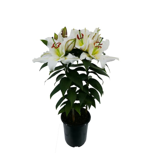 Unbranded 2.5 qt. White Oriental Lily Perennial (2-Pack)