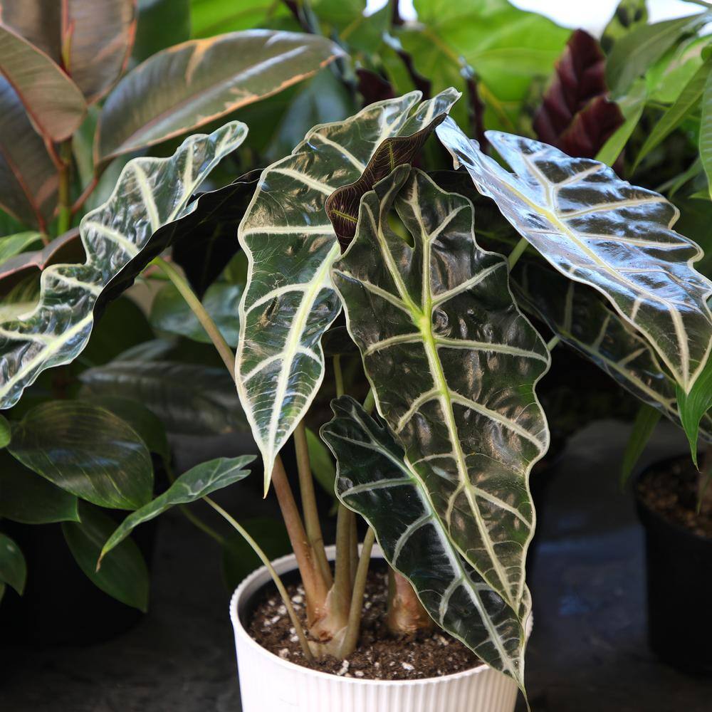 Alocasia Polly Elephant Ear Plant in White Planter
