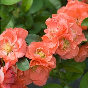 4.5 in. Qt. Double Take Peach Quince (Chaenomeles Speciosa) Flowering Shrub With Orange Flowers