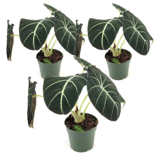 dracaena janet Dracaena Janet Craig - Large main image 1