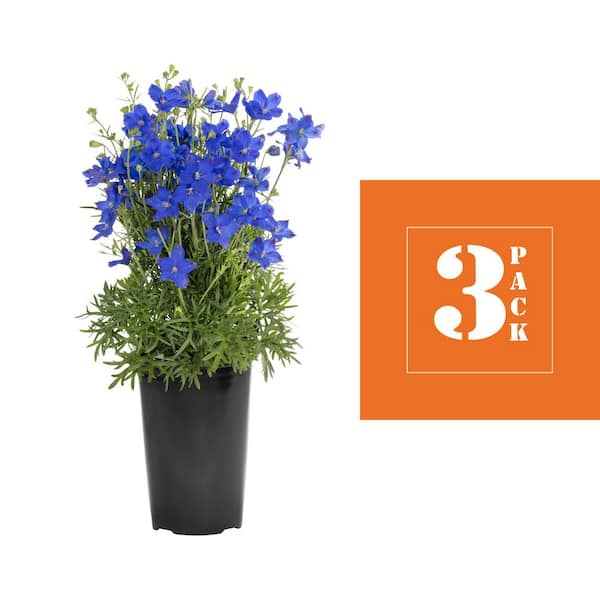 METROLINA GREENHOUSES 2 Qt. Blue Delphinium Larkspur Perennial