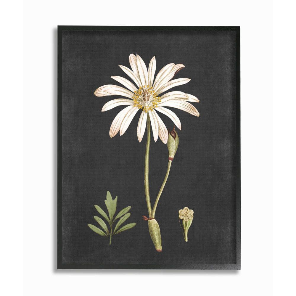 Trademark Fine Art Midnight Botanical Ii by Vision Studio 19 in. x 14 in.  WAG00950-C1419G - The Home Depot