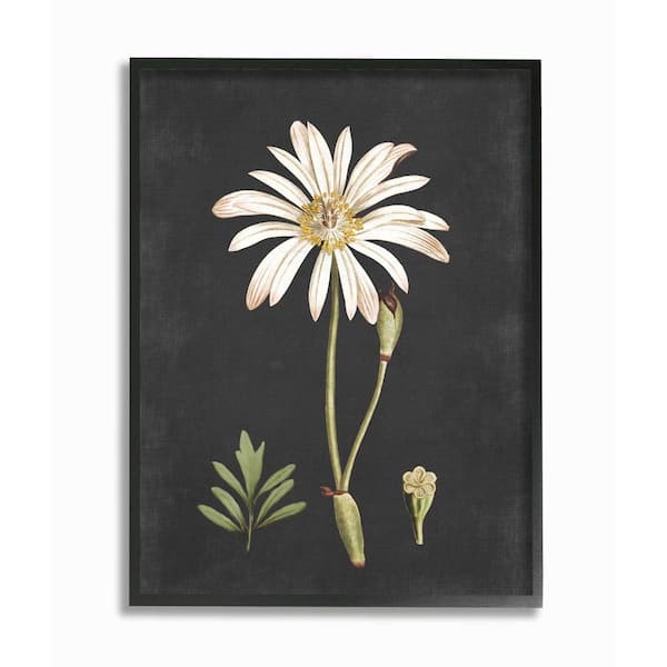 Stupell Graphic Black and Tan Botanical Drawing 3pc Multi Piece Wood Wall  Art Set - 3pc, each 12 x 12 - Bed Bath & Beyond - 26950707