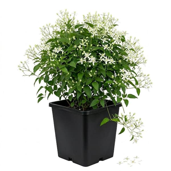 Bell Nursery 2 Gal. Sweet Autumn Clematis Live Flowering Perennial Vine
