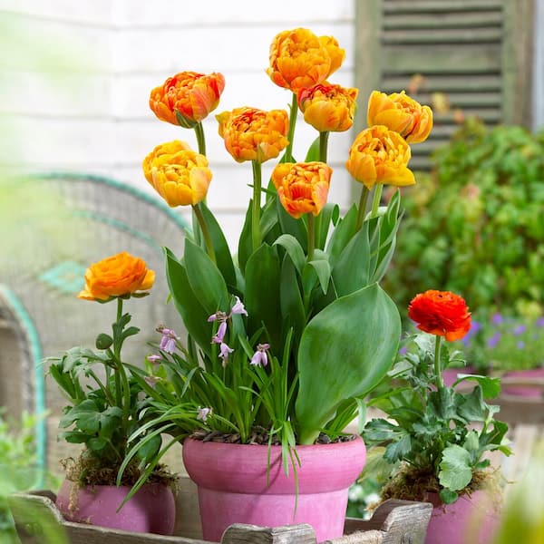 Garden State Bulb 12/Plus cm, Sun Lover Double Late Tulip Flower Bulbs (Bag  of 250) ECF-70-250-10 - The Home Depot