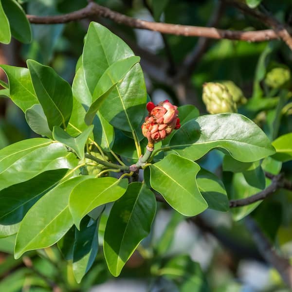 national PLANT NETWORK 2 gal. Sweetbay Magnolia Tree HD3219 - The