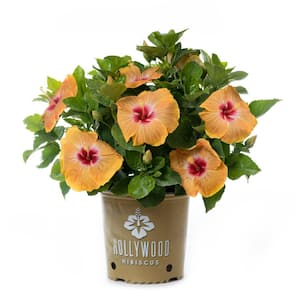 2 Gal. Hollywood Gold Digger Yellow and Red Flower Annual Hibiscus Plant