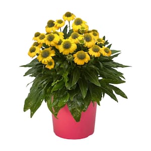 1.5 Gal. Echinacea Plant Yellow Flower in 8.25 in. Growers Pot