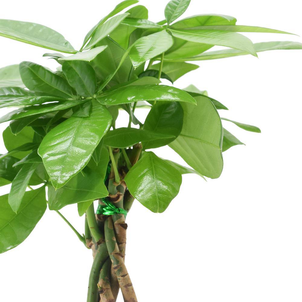 Money Tree in Black Speckled Ceramic Planter, 5-inch
