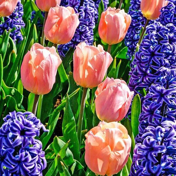 Van Bourgondien Apricot Beauty Single Early Tulip Bulbs (25-Pack)