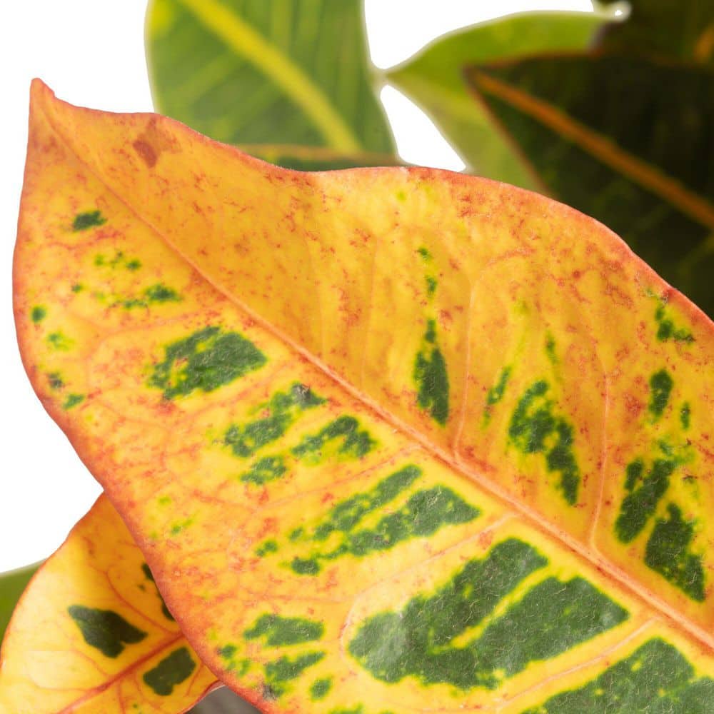 Grower's Choice Exotic Angel Croton Plant in 4.8 in. Decor Pot, Avg. Shipping Height 8 in. Tall price history on PriceWatchPro