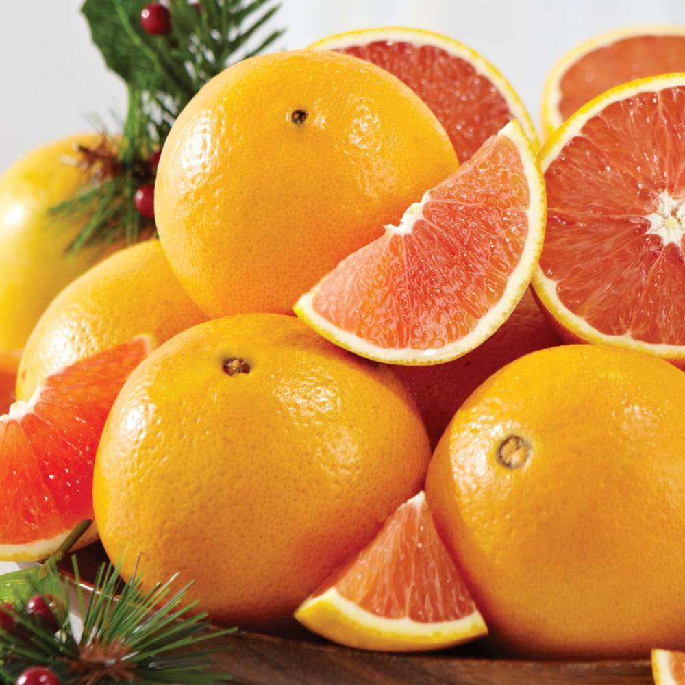 Navel Orange Tree-Live Plant in a 5 Gallon Pot-Florida Only-Cannot Ship Out of Florida-Beautiful Fruit Tree price history on PriceWatchPro