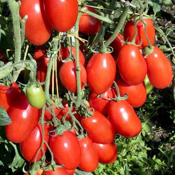 PROVEN WINNERS San Marzano Heirloom Tomato, Live Plant, Vegetable, 4.25 in. Grande