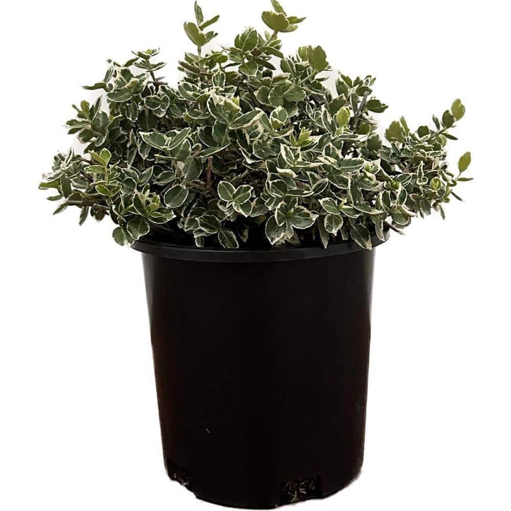 2.5 qt. Emerald Gaiety Euonymus Live Evergreen Shrub with Green