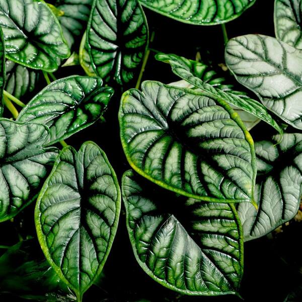 national PLANT NETWORK 6 in. Alocasia Dragon Scale Elephant Ear