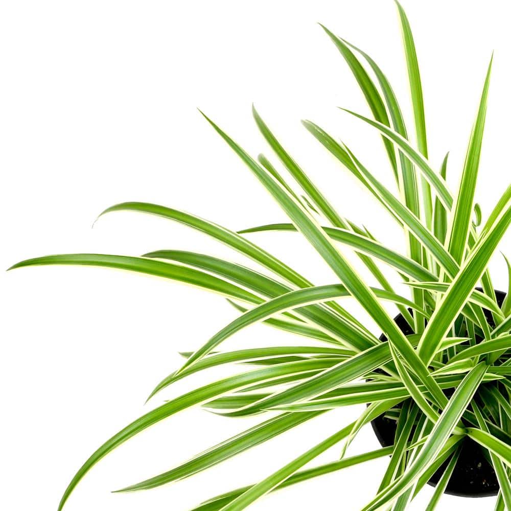 12-Inch Green and White Spider Plant in Black Plastic Hanging Planter